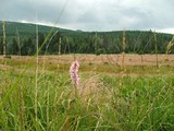 trawa